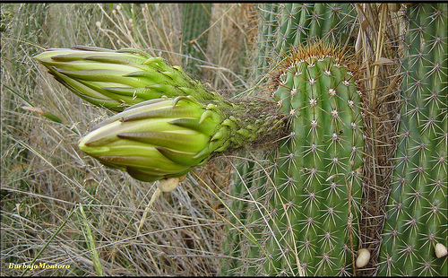 راهنمای نگهداری و پرورش گل و گیاهان زینتی - اچینوپسیس اسپاچیانا
